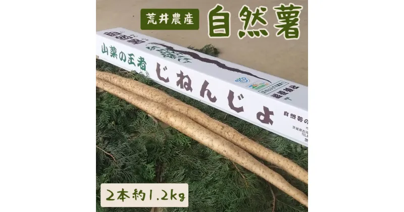 【ふるさと納税】自然薯（2本 約1.2kg） | 1.2キロ ご飯のお供 野菜 とろろ 栽培 健康 栄養 山芋 山の芋 国産 産地直送 農家直送 贈答 贈り物 プレゼント 茨城県 古河市 荒井農産 直送 農家直送 産地直送 送料無料 _AC01