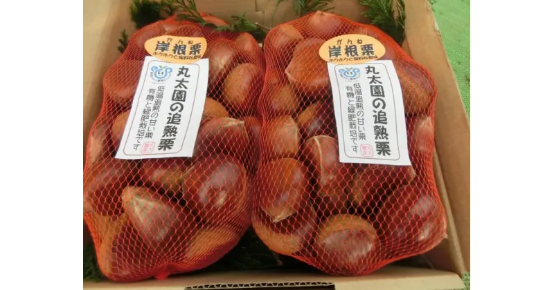 【ふるさと納税】【数量・期間限定】低温熟成 追熟がんね栗 1.8Kg 古河市産和栗※離島への配送不可※2024年10月中旬頃より順次発送予定_BF16