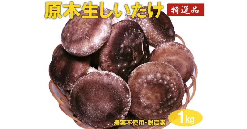 【ふるさと納税】原木生しいたけ　1kg_DR02｜特大厚肉品 特選品 贈答用 農薬不使用 脱炭素※離島への配送不可