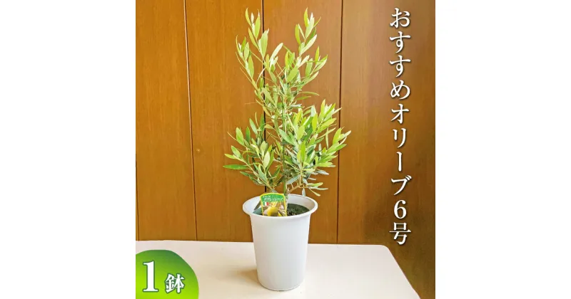 【ふるさと納税】おすすめオリーブ6号 ※離島への配送不可| 観葉植物 植物 グリーン オリーブの木 室内 苗 鉢植え シンボルツリー ギフト 贈答 贈り物 プレゼント お中元 お歳暮 直送 農家直送 茨城県 古河市 送料無料 _BZ05