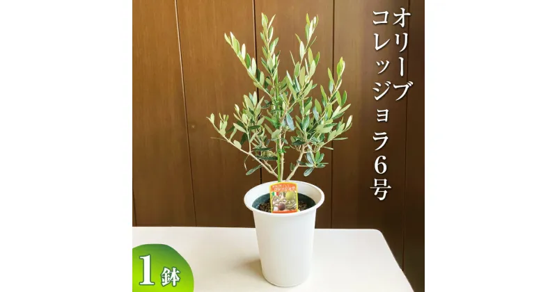 【ふるさと納税】オリーブ コレッジョラ6号 ※離島への配送不可| 観葉植物 植物 グリーン オリーブの木 コラッジョラ 室内 苗 鉢植え シンボルツリー ギフト 贈答 贈り物 プレゼント お中元 お歳暮 直送 農家直送 茨城県 古河市 送料無料 _BZ08