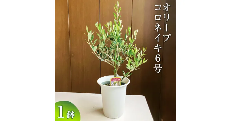 【ふるさと納税】オリーブ コロネイキ6号 ※離島への配送不可| 観葉植物 植物 グリーン オリーブの木 コロネイキ 室内 苗 鉢植え シンボルツリー ギフト 贈答 贈り物 プレゼント お中元 お歳暮 直送 農家直送 茨城県 古河市 送料無料 _BZ09