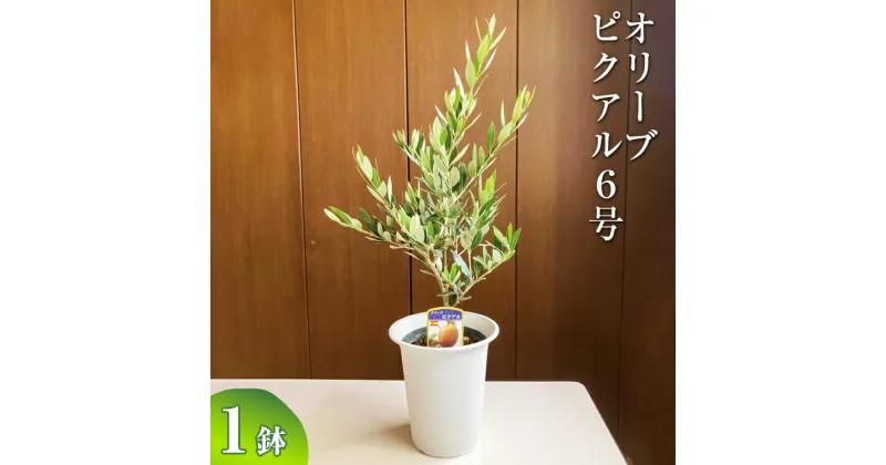 【ふるさと納税】オリーブ ピクアル6号 ※離島への配送不可| 観葉植物 植物 グリーン オリーブの木 ピクアル 室内 苗 鉢植え シンボルツリー ギフト 贈答 贈り物 プレゼント お中元 お歳暮 直送 農家直送 茨城県 古河市 送料無料 _BZ11