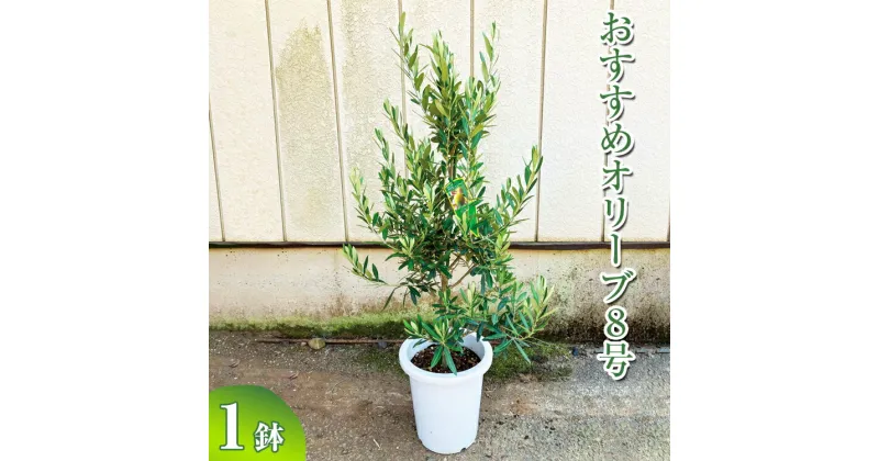 【ふるさと納税】おすすめオリーブ8号 ※離島への配送不可| 観葉植物 植物 グリーン オリーブの木 室内 苗 鉢植え シンボルツリー ギフト 贈答 贈り物 プレゼント お中元 お歳暮 直送 農家直送 茨城県 古河市 送料無料 _BZ12