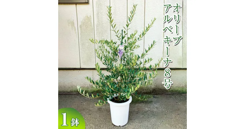 【ふるさと納税】オリーブ アルベキーナ8号 ※離島への配送不可| 観葉植物 植物 グリーン オリーブの木 アルベキーナ 室内 苗 鉢植え シンボルツリー ギフト 贈答 贈り物 プレゼント お中元 お歳暮 直送 農家直送 茨城県 古河市 送料無料 _BZ13