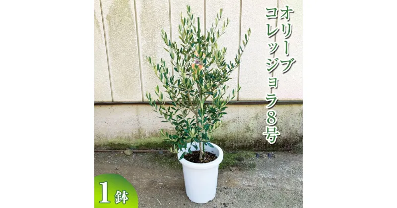 【ふるさと納税】オリーブ コレッジョラ8号 ※離島への配送不可| 観葉植物 植物 グリーン オリーブの木 コラッジョラ 室内 苗 鉢植え シンボルツリー ギフト 贈答 贈り物 プレゼント お中元 お歳暮 直送 農家直送 茨城県 古河市 送料無料 _BZ15