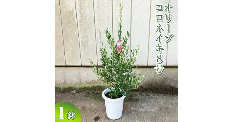 【ふるさと納税】オリーブ コロネイキ8号 ※離島への配送不可| 観葉植物 植物 グリーン オリーブの木 コロネイキ 室内 苗 鉢植え シンボルツリー ギフト 贈答 贈り物 プレゼント お中元 お歳暮 直送 農家直送 茨城県 古河市 送料無料 _BZ16