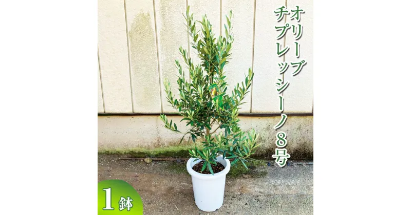 【ふるさと納税】オリーブ チプレッシーノ8号 ※離島への配送不可 観葉植物 植物 グリーン オリーブの木 チプレッシーノ 室内 苗 鉢植え シンボルツリー ギフト 贈答 贈り物 プレゼント お中元 お歳暮 直送 農家直送 茨城県 古河市 送料無料 _BZ17