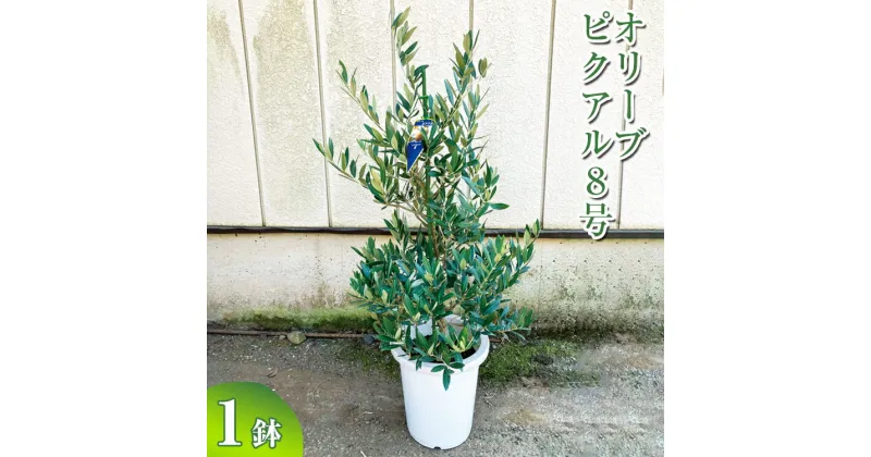 【ふるさと納税】オリーブ ピクアル8号 ※離島への配送不可 観葉植物 植物 グリーン オリーブの木 ピクアル 室内 苗 鉢植え シンボルツリー ギフト 贈答 贈り物 プレゼント お中元 お歳暮 直送 農家直送 茨城県 古河市 送料無料 _BZ18