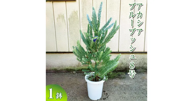 【ふるさと納税】アカシア　ブルーブッシュ8号 ※離島への配送不可| 観葉植物 植物 グリーン アカシアの木 ブルーブッシュ 室内 苗 鉢植え シンボルツリー ギフト 贈答 贈り物 プレゼント お中元 お歳暮 直送 農家直送 茨城県 古河市 送料無料 _BZ19