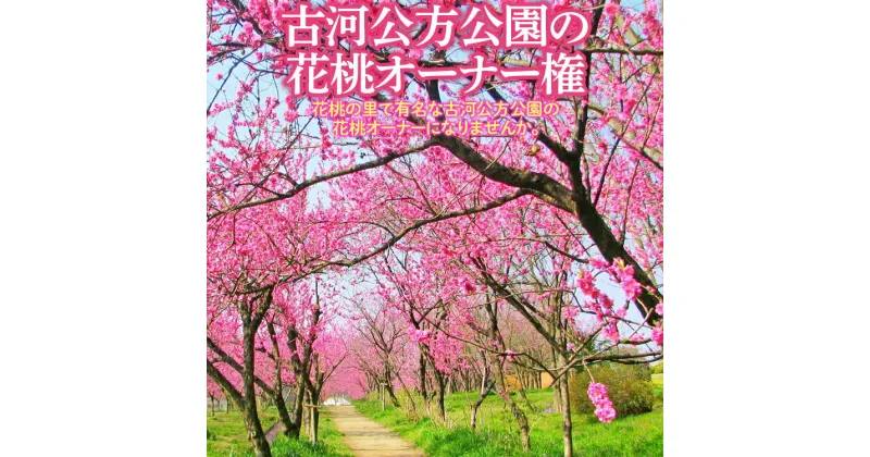 【ふるさと納税】古河公方公園の花桃オーナー権 ※着日指定不可 | オーナー はなもも ハナモモ 古河公方公園 茨城県 古河市 _DP11