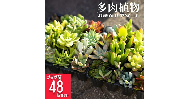 【ふるさと納税】多肉植物 おまかせアソート 48苗セット ※北海道・沖縄・離島への配送不可 | 観葉植物 植物 グリーン 多肉 鉢植え ギフト 贈答 贈り物 直送 農家直送 茨城県 古河市 送料無料 _FC05