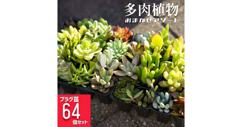 【ふるさと納税】多肉植物 おまかせアソート 64苗セット ※北海道・沖縄・離島への配送不可| 観葉植物 植物 グリーン 多肉 鉢植え ギフト 贈答 贈り物 直送 農家直送 茨城県 古河市 送料無料 _FC06