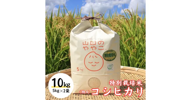 【ふるさと納税】令和6年新米『山田のややこ』特別栽培米コシヒカリ 精米 10kg＜茨城県共通返礼品・河内町産＞ | 茨城県 龍ケ崎市 令和6年産 新米 食味 特A お米 ご飯 コシヒカリ 特別栽培米 厳選米 産地直送 精米 おすすめ もっちり 冷めてもおいしい 1240250