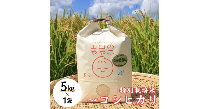 【ふるさと納税】令和6年新米『山田のややこ』特別栽培米コシヒカリ 精米 5kg＜茨城県共通返礼品・河内町産＞ | 茨城県 龍ケ崎市 令和6年産 新米 食味 特A お米 ご飯 コシヒカリ 特別栽培米 厳選米 産地直送 精米 おすすめ もっちり 冷めてもおいしい 1240250