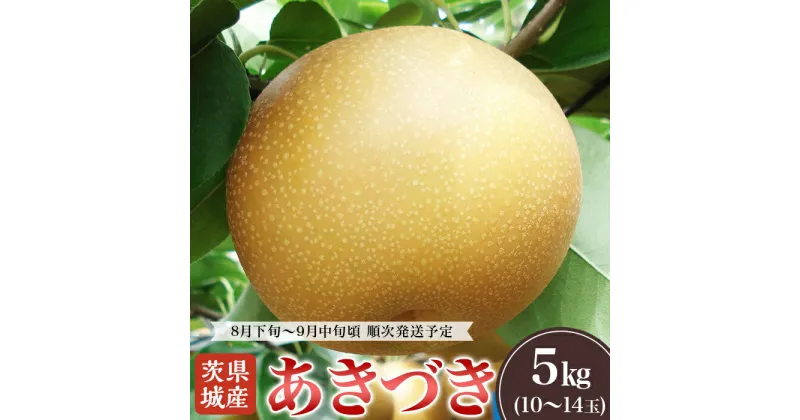 【ふるさと納税】【先行予約】2025年先行予約 茨城県産「あきづき」約5kg【2025年8月下旬～9月中旬にかけて発送予定】【 梨 果物 くだもの フルーツ 国産 季節限定 人気 贈り物 お取り寄せ デザート 】