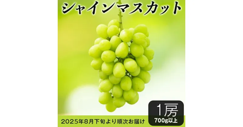 【ふるさと納税】【先行予約】シャインマスカット 2025年 先行予約 ぶどう フルーツ 甘い 大粒 1房 シャインマスカット1房（700g以上）【石崎ぶどう園】（2025年8月下旬から9月下旬頃発送予定）