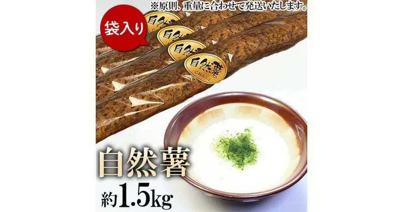 【ふるさと納税】自然薯1.5kg(カット済)【※重量（約1.5kg）に合わせてお届け】【2024年12月～2025年3月ごろ発送予定】【 山芋 やまいも とろろ 人気 おすすめ 自然薯 ごはん 米 蕎麦 】