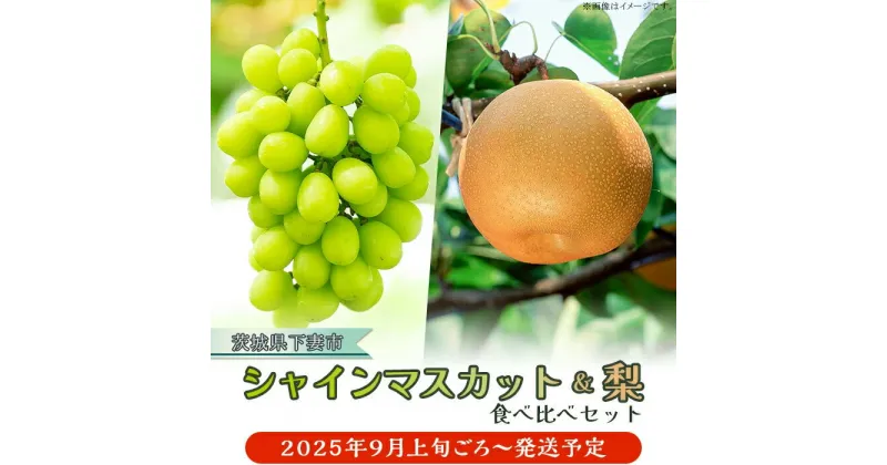 【ふるさと納税】【先行予約】2025年 9月上旬ころ～9月中旬ころ発送予定 ぶどう 葡萄 なし 甘い シャインマスカット & 梨 人気 フルーツ 食べ比べ セット シャインマスカット 1房 700g以上 梨 2玉 豊水 or あきづき 茨城県 下妻市産