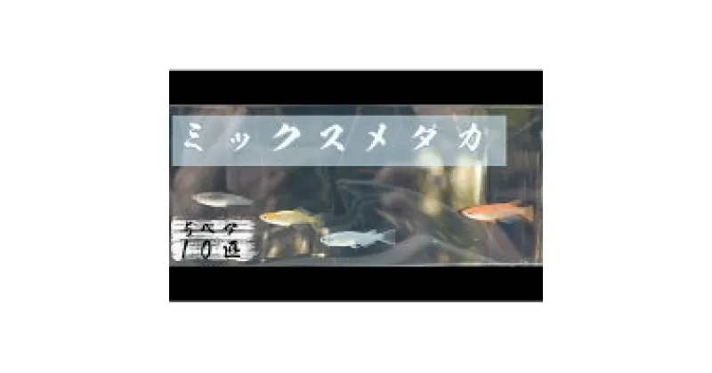 【ふるさと納税】下総めだかの学校厳選！ミックスメダカ　5ペア10匹 生き物 鑑賞
