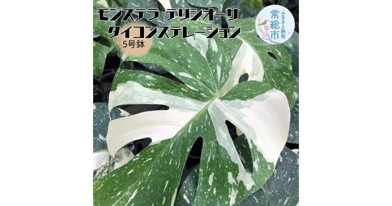 【ふるさと納税】モンステラ デリシオーサ タイコンステレーション 5号鉢