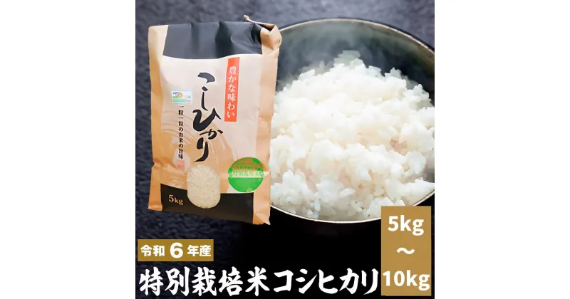 【ふるさと納税】新米「令和六年産」特別栽培米コシヒカリ 5kg 、10kg新米 米 お米 コメ こめ 精米 ライス 白米 炭水化物 ご飯 主食 食卓 おにぎり お弁当 茨城県産