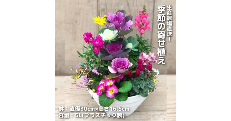 【ふるさと納税】生産農場直送！季節の寄せ植え 花 苗 季節 直送 厳選 茨城県 高萩市