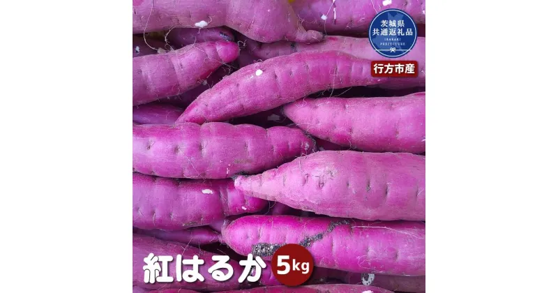 【ふるさと納税】さつまいも「紅はるか」5kg（茨城県共通返礼品・行方市産）