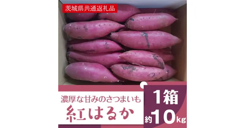 【ふるさと納税】【先行予約】【11月発送】濃厚な甘みさつまいも 紅はるか10kg（茨城県共通返礼品・行方市産）（AK002）