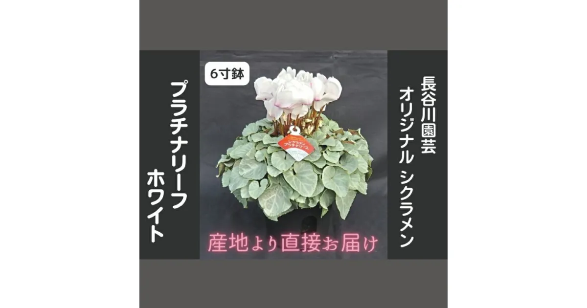 【ふるさと納税】【先行予約】【長谷川園芸】オリジナル品種 シクラメン プラチナリーフ 6寸 ホワイト ※12月出荷【冬のギフト フラワーギフト クリスマス 鉢花】(AT006)