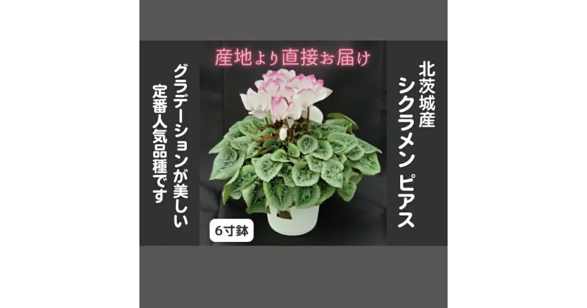 【ふるさと納税】【先行予約】【長谷川園芸】北茨城産 シクラメン ピアス 6寸 ※11月～12月出荷【冬のギフト フラワーギフト クリスマス 鉢花】(AT009)