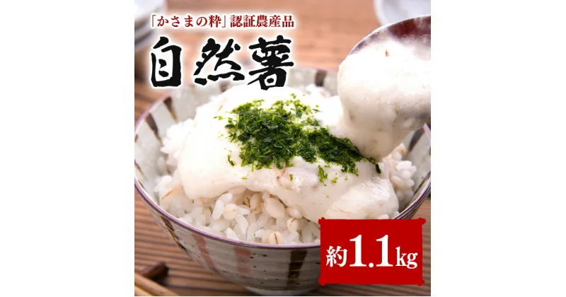 【ふるさと納税】伊藤農園 自然薯 約1.1kg