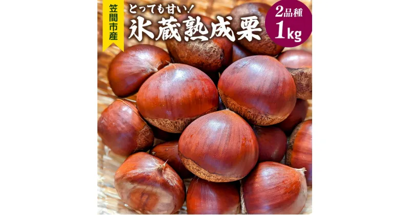 【ふるさと納税】氷蔵熟成栗 2品種 1kg とっても甘い！