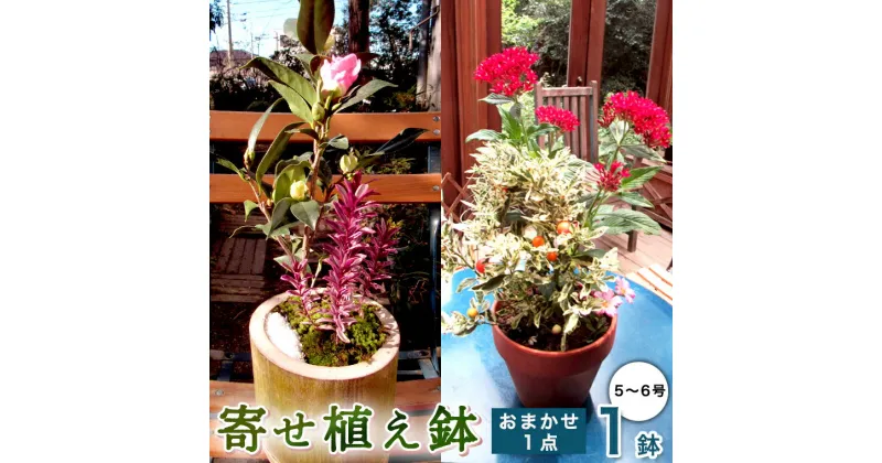 【ふるさと納税】《 確実園 オリジナル 》 寄せ植え（おまかせ1点） ガーデニング 花 はな フラワー 鉢 鉢植え