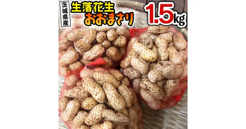 【ふるさと納税】生落花生 「 おおまさり 」 1.5kg 新鮮 穫れたて 落花生 豆 まめ 殻付き