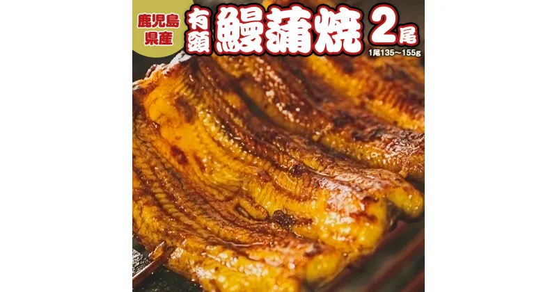 【ふるさと納税】鹿児島県産 有頭 鰻 蒲焼 × 2尾 （ 1尾 135g ～ 155g 以上） うなぎ ウナギ 土用丑の日 家庭用 贅沢 国産 旬 敬老の日 タレ 山椒 付 縁起 土用の丑の日