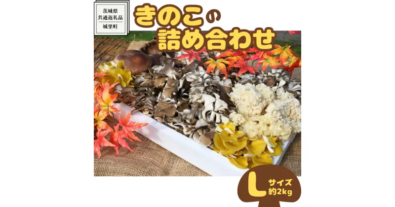 【ふるさと納税】きのこ の 詰め合わせ Lサイズ( 約2kg ) （茨城県共通返礼品：城里町） キノコ セット 野菜 低カロリー ダイエット デトックス バラエティ セット 新鮮