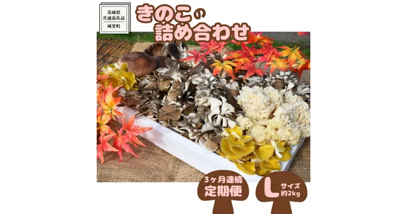 【ふるさと納税】【3ヶ月定期便】きのこ の 詰め合わせ Lサイズ( 約2kg ) （茨城県共通返礼品：城里町） キノコ セット 野菜 低カロリー ダイエット デトックス バラエティ セット 新鮮