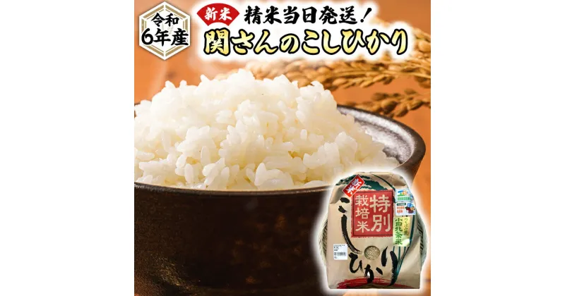 【ふるさと納税】＼ 選べる 内容量 ／《 特別栽培米 》令和6年産 精米日出荷 関さんの「 こしひかり 」新鮮 コシヒカリ 精米 米 こめ コメ 特別栽培農産物 認定米 新米