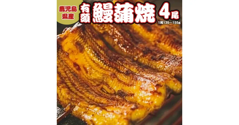 【ふるさと納税】鹿児島県産 有頭 鰻 蒲焼 × 4尾 （ 1尾 135g ～ 155g 以上） うなぎ ウナギ 土用丑の日 家庭用 贅沢 国産 旬 敬老の日 タレ 山椒 付 縁起 土用の丑の日