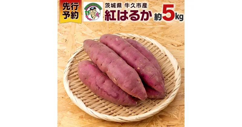 【ふるさと納税】《 先行予約 》 茨城県 牛久市産 さつま芋 （ 紅はるか ） 5kg 箱入り 国産 野菜 サツマイモ 芋 生いも 生芋 べにはるか 期間限定 甘い 熟成 おやつ スイーツ デザート 焼き芋 産地直送 食物繊維